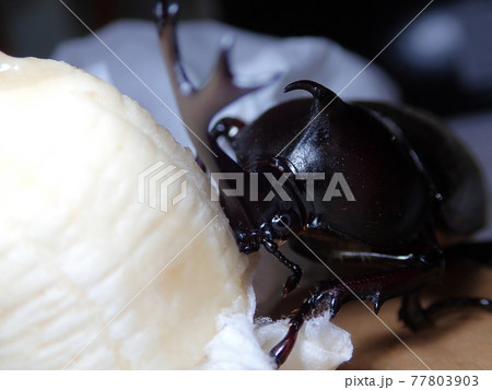 バナナを食べるカブトムシ 77803903