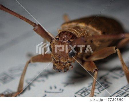 ウスバカミキリムシのクローズアップ 77803904