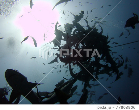 伊戸のシャークトルネード 77803906