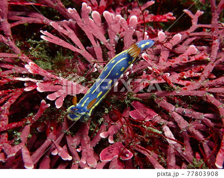 海藻の上のアオウミウシ 77803908