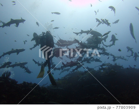 ダイバーとサメの群れ 77803909
