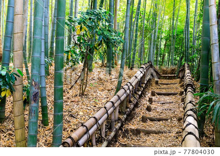 東京都東久留米市 竹林公園 散策 東京都東久留米市 竹林公園 散策 77804030