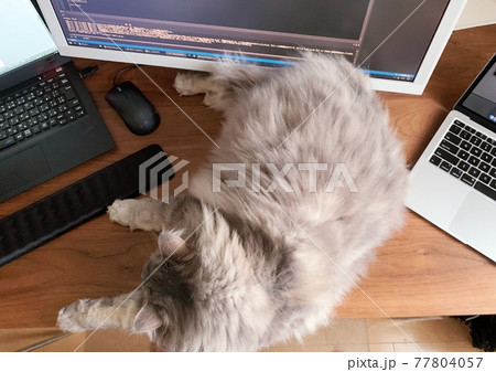 ネコとテレワーク 77804057