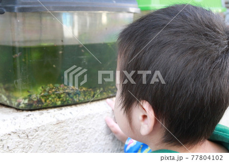 水槽の中を覗く幼児 77804102
