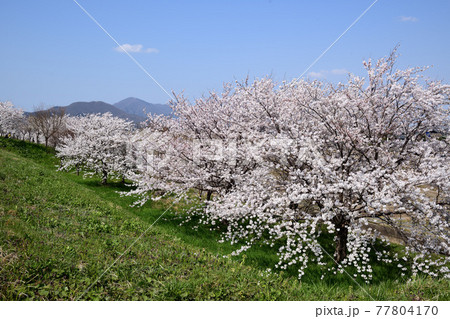 新潟県大河津分水の堤防の桜並木と角田山 77804170