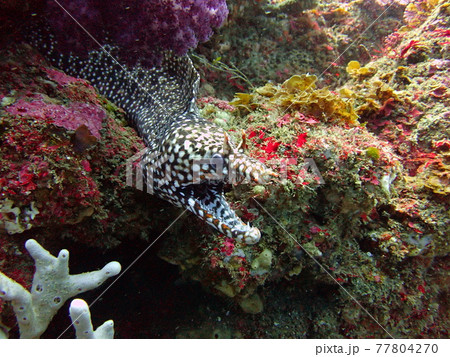 岩から顔を出すトラウツボ 77804270