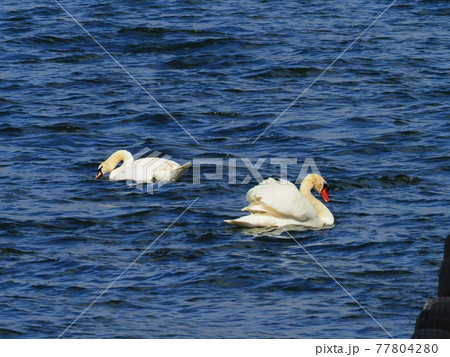 山中湖の白鳥 77804280