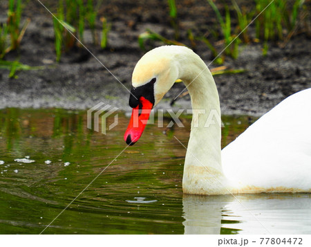 山中湖の白鳥 山中湖の白鳥 77804472