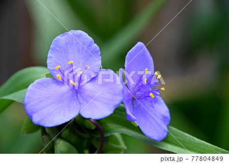 ムラサキツユクサ（紫露草） 77804849