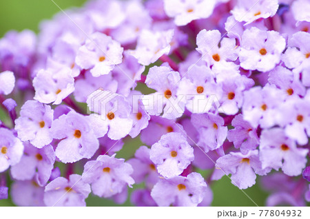 ブッドレア（フサフジウツギ・房藤空木）の紫色の花が咲いています。 77804932