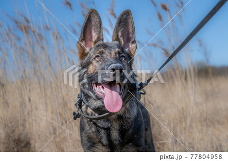A dog portrait of a happy four months old German Shepherd puppy in high, dry grass A dog portrait of a happy four months old German Shepherd puppy in high, dry grass 77804958