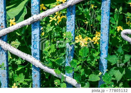 Beautiful blooming spring and summer flowers Beautiful blooming spring and summer flowers 77805132