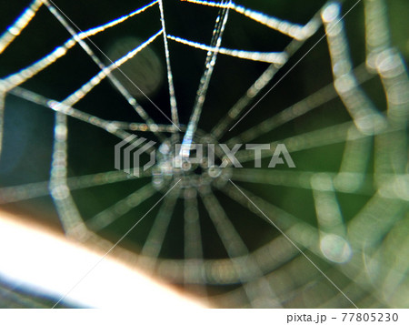 Spider web macro photo. Abstract background with arachnid netting close-up. Spider web macro photo. Abstract background with arachnid netting close-up. 77805230