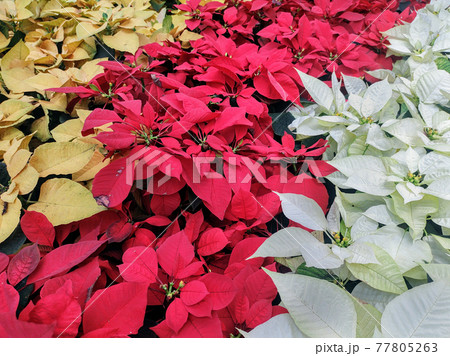 Top view of the flowerbed lined with yellow, red and white poinsettias. 77805263