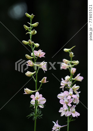 ラークスパー（飛燕草） 77805521