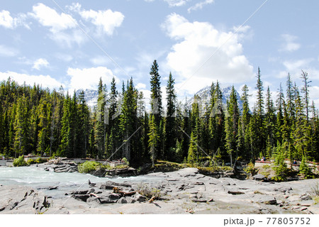 春のカナディアン・ロッキー　アサバスカ滝（カナダ） 77805752