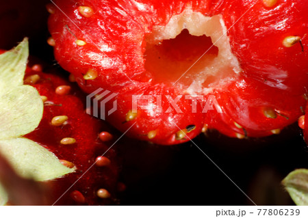 Industrial cultivation of strawberry plant. Ripe red fruits strawberry macro extreme close up. Strawberry fruit background. Natural growing of berries on farm. Eco healthy organic food horticulture Industrial cultivation of strawberry plant. Ripe red fruits strawberry macro extreme close up. Strawberry fruit background. Natural growing of berries on farm. Eco healthy organic food horticulture 77806239