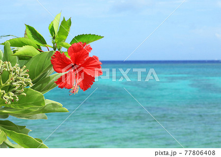 沖縄の青い海と青い空と真っ赤なハイビスカスの花の写真素材