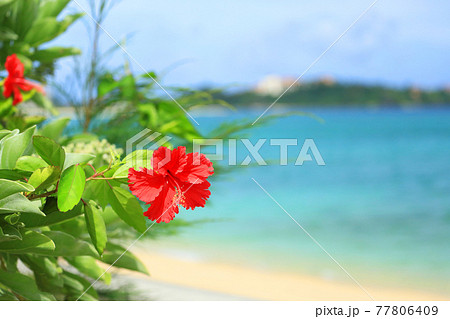 沖縄の青い海と青い空と真っ赤なハイビスカスの花 77806409