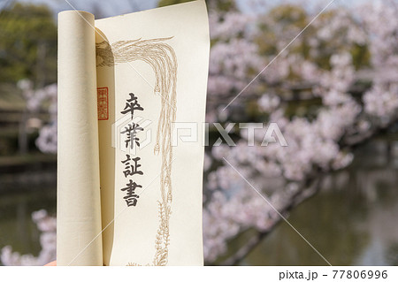 【卒業イメージ 満開の桜と卒業証書】 【卒業イメージ 満開の桜と卒業証書】 77806996