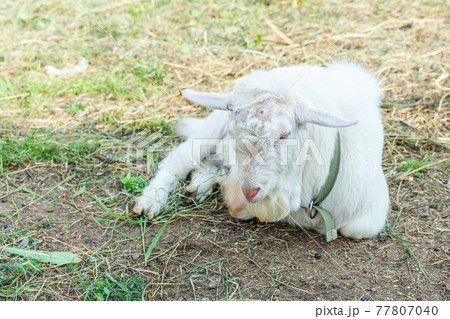 Cute goat relaxing in ranch farm in summer day. Domestic goats grazing in pasture and chewing, countryside background. Goat in natural eco farm growing to give milk and cheese. 77807040