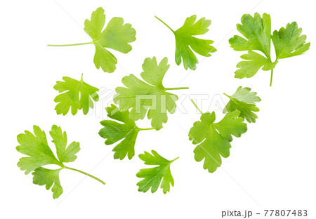 Fresh parsley leaves fly on a white background. Isolated Fresh parsley leaves fly on a white background. Isolated 77807483