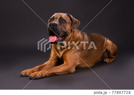 Lying cane corso, studio shot. 77807728