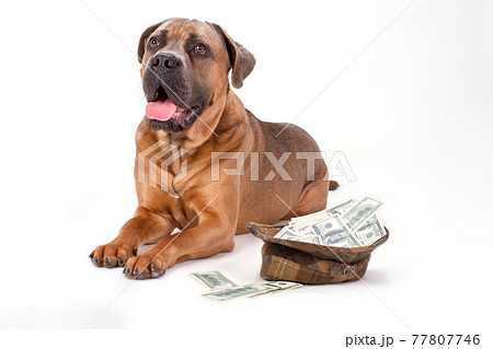 Cane corso and hat full of dollars. Cane corso and hat full of dollars. 77807746