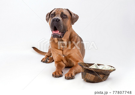Studio portrait of cane corso and hat with money. Studio portrait of cane corso and hat with money. 77807748