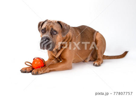 Italian mastiff cane corso playing with ball. Italian mastiff cane corso playing with ball. 77807757