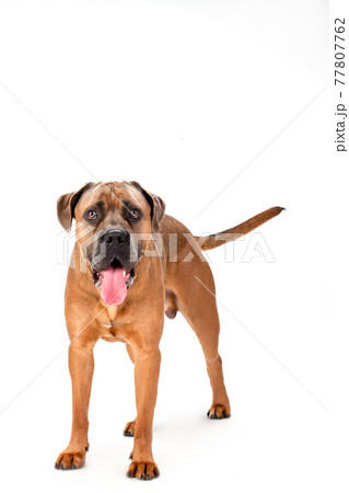 Cute brown italian cane corso. Cute brown italian cane corso. 77807762