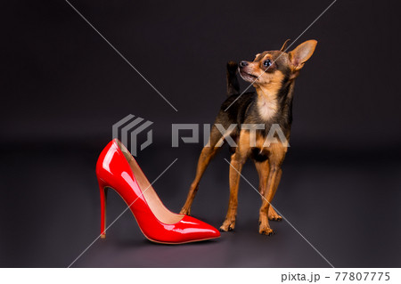 Terrier dog and female red stiletto shoe. 77807775