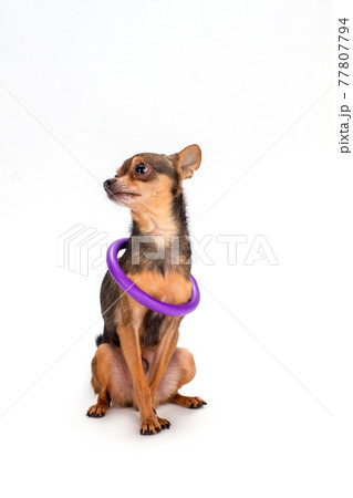 Tiny dog with hoola hoop on neck. Tiny dog with hoola hoop on neck. 77807794
