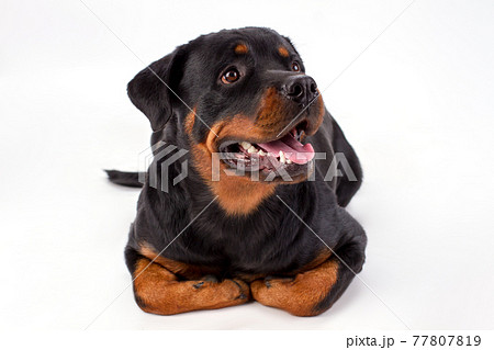 Close up studio portrait of beautiful rottweiler. Close up studio portrait of beautiful rottweiler. 77807819
