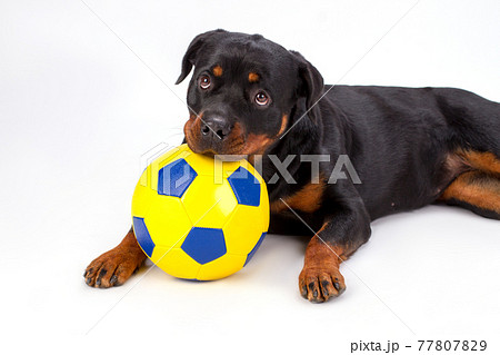 Close up portrait rottweiler with soccer ball. 77807829