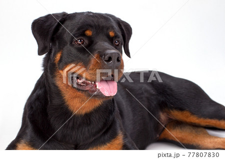 Close up studio portrait of rottweiler dog. Close up studio portrait of rottweiler dog. 77807830