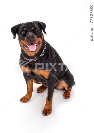 Cute Young Rottweiler Studio Portrait の写真素材