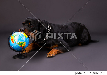 Domesticated rottweiler dog and globe. Domesticated rottweiler dog and globe. 77807846