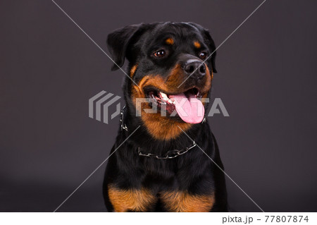 Portrait of cute rottweiler dog. 77807874