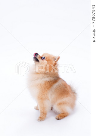 Orange color spitz, profile view. 77807941