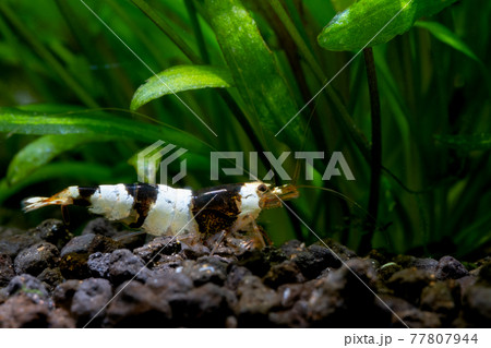 Black bee shrimp look for food in aquatic soil near aquatic plant in fresh water aquarium tank. Black bee shrimp look for food in aquatic soil near aquatic plant in fresh water aquarium tank. 77807944