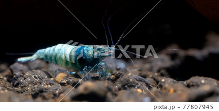 Blue bolt dwarf shrimp look for food in aquatic soil with dark background freshwater aquarium tank Blue bolt dwarf shrimp look for food in aquatic soil with dark background freshwater aquarium tank 77807945