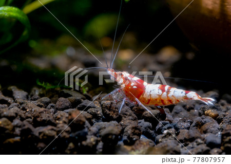 Red fancy bee shrimp stay near plant and look for food in aquatic soil with dark background 77807957