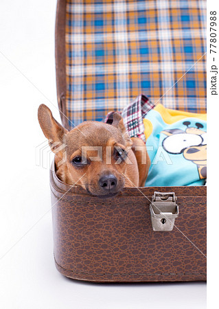 Chihuahua in brown travel suitcase. 77807988
