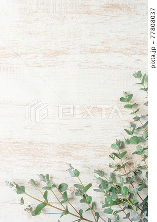 ユーカリと白木目の背景 77808037
