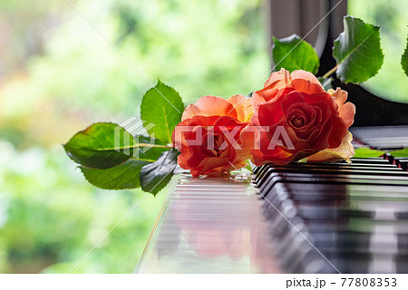 ピアノの鍵盤とオレンジ色のバラ 2本の写真素材