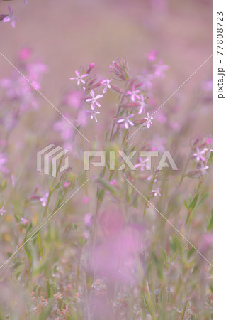 初夏の涼花 初夏の涼花 77808723