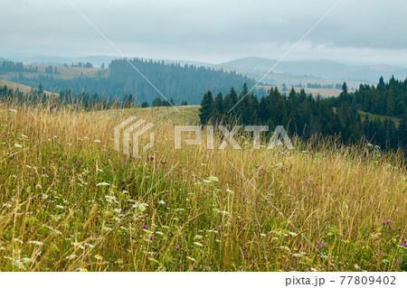 tall grass on the meadow. spruce forest on the hills. mountain landscape on a cloudy day in summer 77809402