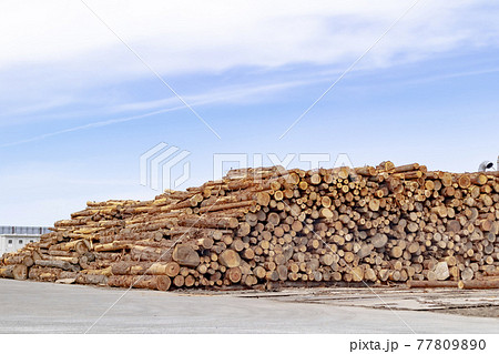 木質バイオマス発電に使われる原木 (山林未利用材) 77809890