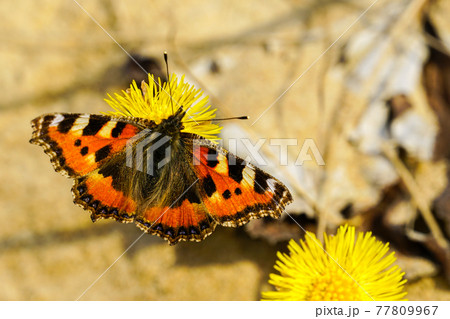 European Small Tortoiseshell butterfly sucks nectar from the yellow coltsfoot flower 77809967